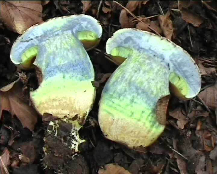 Boletus radicans   Persoon : Fr.